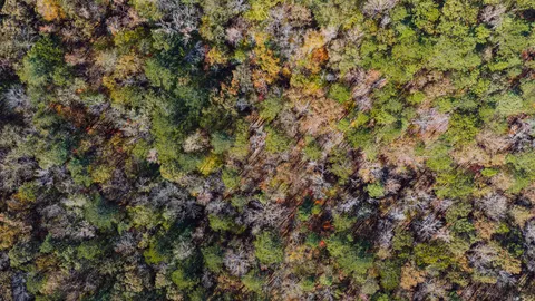 Luftaufnahme Wald 4K Hintergrundbild · aerial · 3840×2160