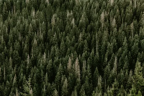 Aerial Forest 4K Wallpaper · aerial · 3840×2560