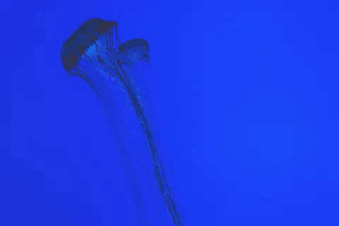 發光水母 4K桌布 · underwater · 3840×2560