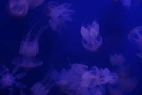 चमकती जेलीफ़िश 4K वॉलपेपर · underwater · 3840×2560