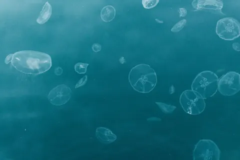 Parlayan Denizanası 4K Duvar Kağıdı · underwater · 3840×2560