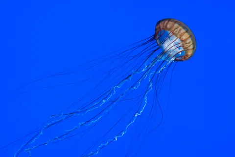 发光水母 4K壁纸 · underwater · 3840×2560