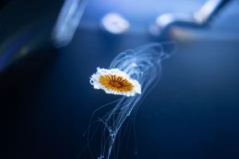 Tapeta Świecąca Meduza 4K · underwater · 3840×2560