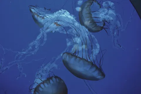Tapeta Świecąca Meduza 4K · underwater · 3840×2560