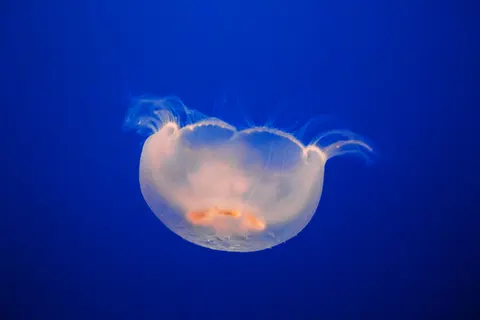 發光水母 4K桌布 · underwater · 3840×2560