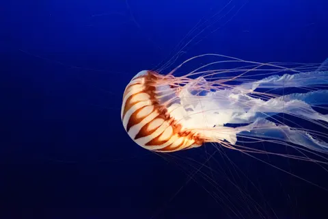 Tapeta Świecąca Meduza 4K · underwater · 3840×2560