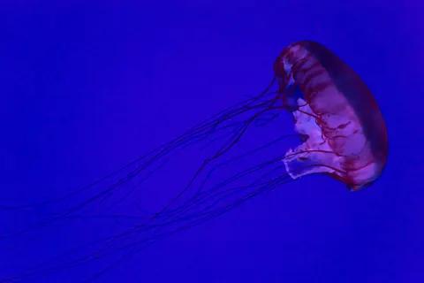 发光水母 4K壁纸 · underwater · 3840×2560