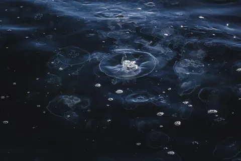 發光水母 4K桌布 · underwater · 3840×2560