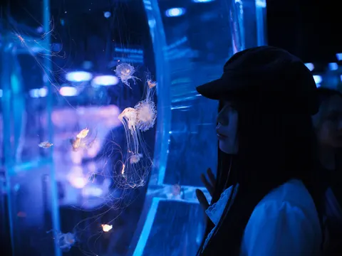 发光水母 4K壁纸 · underwater · 3840×2880