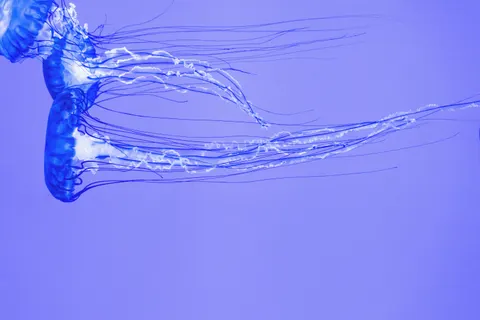 Parlayan Denizanası 4K Duvar Kağıdı · underwater · 3840×2560