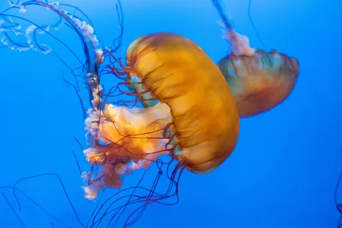Parlayan Denizanası 4K Duvar Kağıdı · underwater · 3840×2560