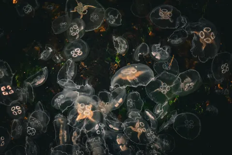 Tapeta Świecąca Meduza 4K · underwater · 3840×2560