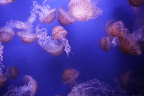 Parlayan Denizanası 4K Duvar Kağıdı · underwater · 3840×2560
