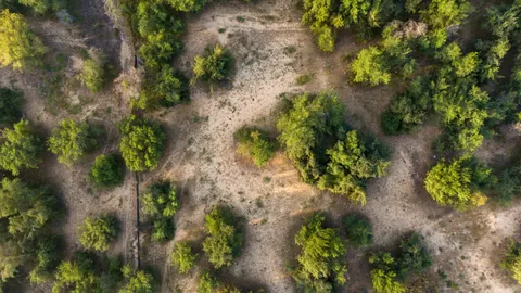 Aerial Forest 4K Wallpaper · aerial · 3840×2160