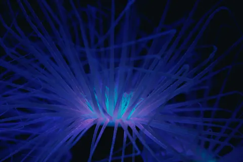 發光水母 4K桌布 · underwater · 3840×2560