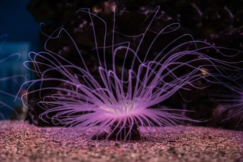發光水母 4K桌布 · underwater · 3840×2560