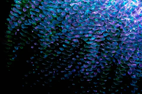 发光水母 4K壁纸 · underwater · 3840×2560
