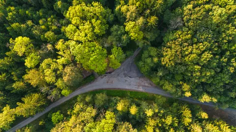Papel de parede Floresta Aérea 4K · aerial · 3840×2160