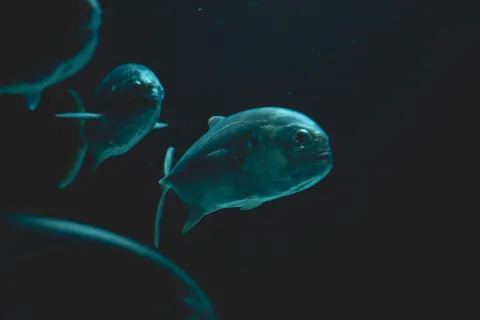 Tapeta Świecąca Meduza 4K · underwater · 3840×2561