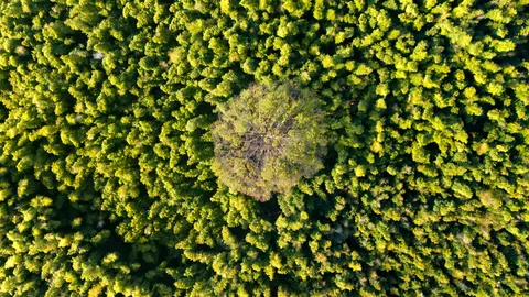 Papel de parede Floresta Aérea 4K · aerial · 3840×2160