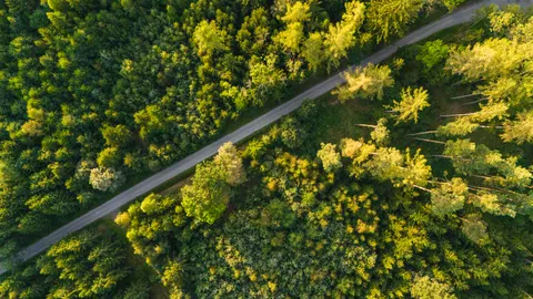 Aerial Forest 4K Wallpaper · aerial · 3840×2160