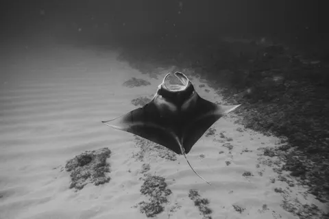 Обои Дайвер 4K · underwater · 3840×2560