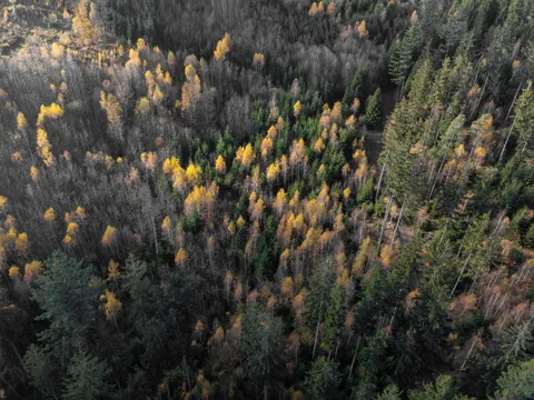 Luftaufnahme Wald 4K Hintergrundbild · aerial · 3840×2880