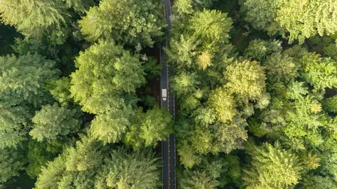 Aerial Forest 4K Wallpaper · aerial · 3840×2160