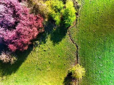 والپیپر جنگل هوایی با کیفیت 4K · aerial · 3840×2880