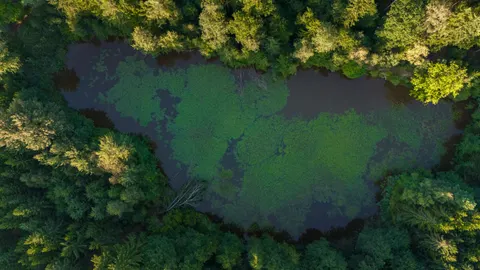 والپیپر جنگل هوایی با کیفیت 4K · aerial · 3840×2160
