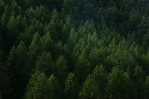 Aerial Forest 4K Wallpaper · aerial · 3840×2560