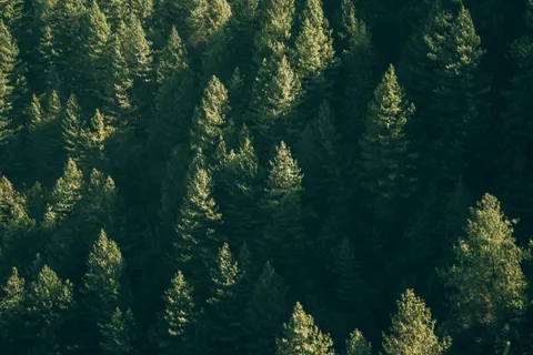 Luftaufnahme Wald 4K Hintergrundbild · aerial · 3840×2560