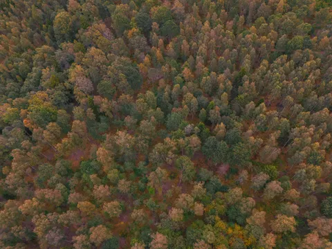 Aerial Forest 4K Wallpaper · aerial · 3840×2880