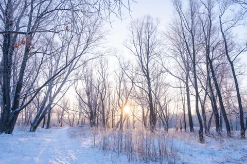 Snowy Forest 4K Wallpaper · winter · 3840×2560