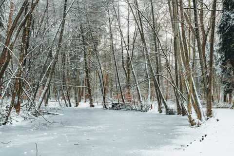 Snowy Forest 4K Wallpaper · winter · 3840×2560