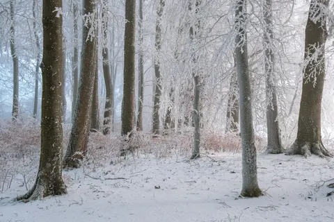 والپیپر جنگل برفی با کیفیت 4K · winter · 3840×2560