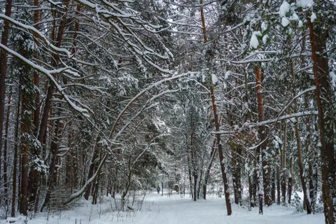 Wallpaper Hutan Bersalju 4K · winter · 3840×2560