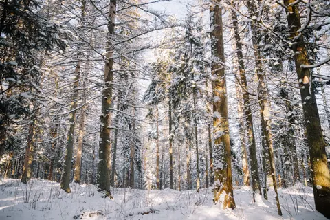 خلفية غابة مغطاة بالثلوج بدقة 4K · winter · 3840×2560
