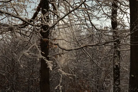 خلفية غابة مغطاة بالثلوج بدقة 4K · winter · 3840×2560