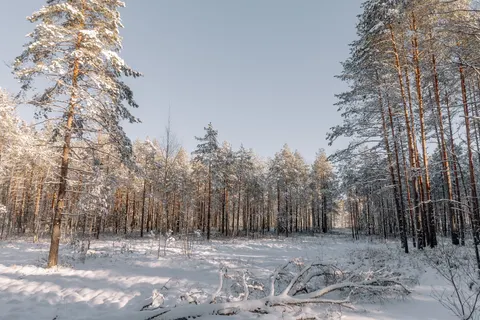 Snowy Forest 4K Wallpaper · winter · 3840×2560