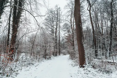 雪中森林 4K壁纸 · winter · 3840×2560