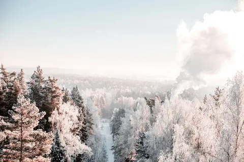 Snowy Forest 4K Wallpaper · winter · 3840×2560