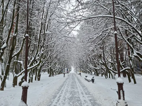 雪中森林 4K壁纸 · winter · 3840×2880