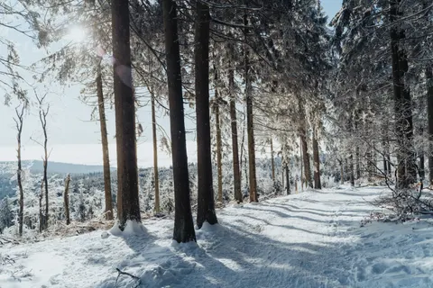 Snowy Forest 4K Wallpaper · winter · 3840×2560