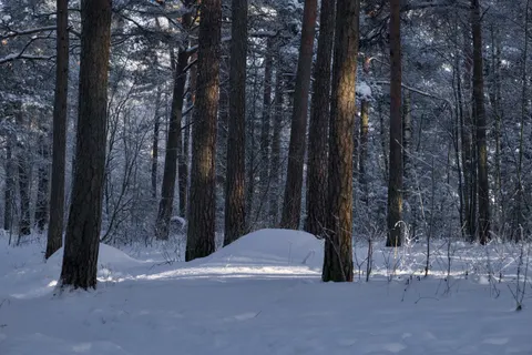 Sfondo Foresta innevata 4K · winter · 3840×2560