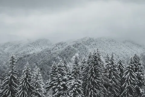 Snowy Forest 4K Wallpaper · winter · 3840×2560