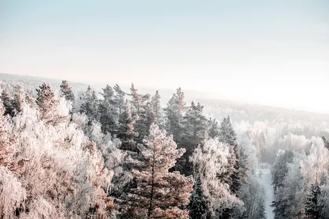 눈 덮인 숲 4K 배경화면 · winter · 3840×2560