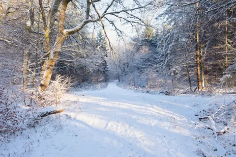 Snowy Forest 4K Wallpaper · winter · 3840×2560