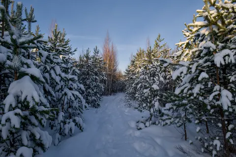 Snowy Forest 4K Wallpaper · winter · 3840×2560