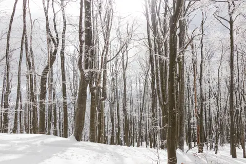 Snowy Forest 4K Wallpaper · winter · 3840×2560